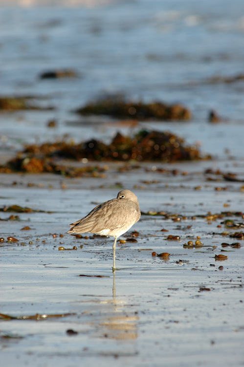 Vodou behouovit (Willet)