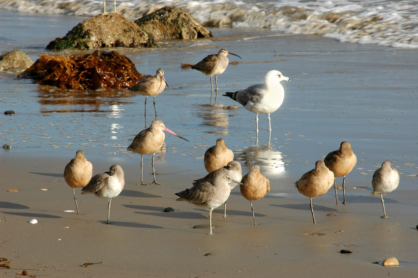 Vodou behouovit (Willet)