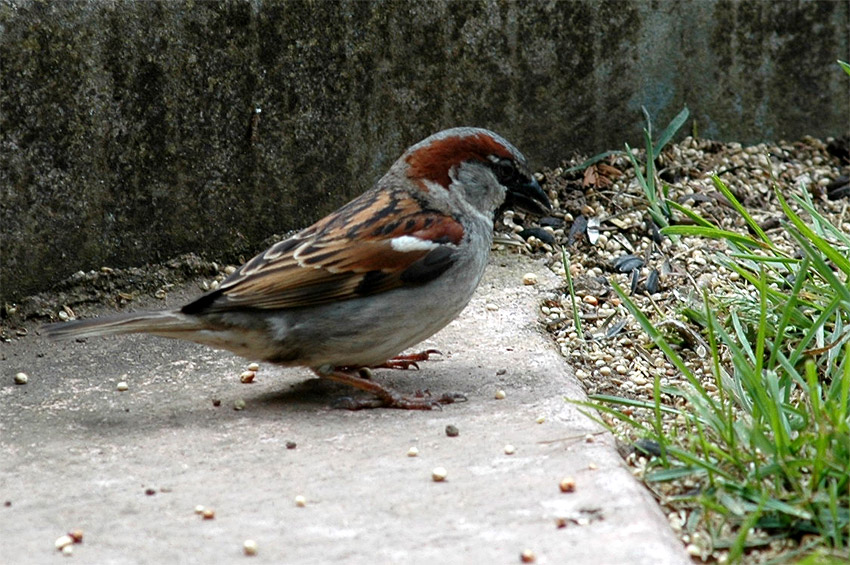 Vrabec domc (House Sparrow)