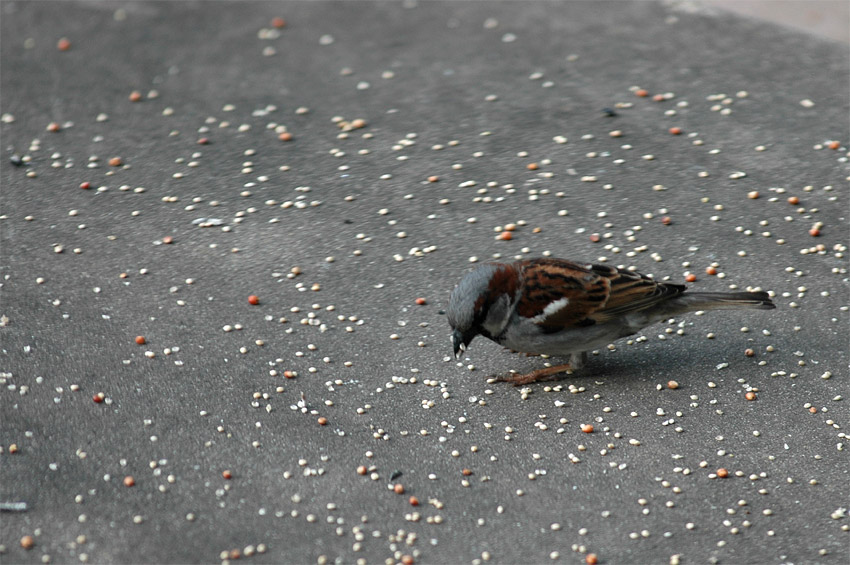Vrabec domc (House Sparrow)