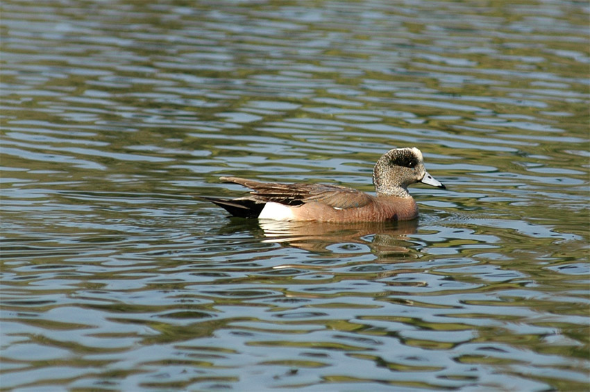 Hvzdk americk (American Wigeon)