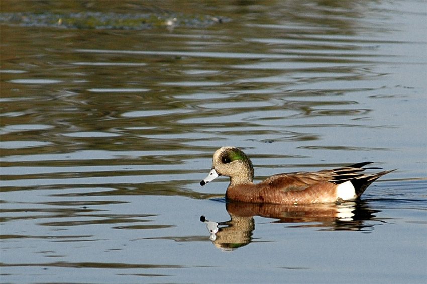 Hvzdk americk (American Wigeon)