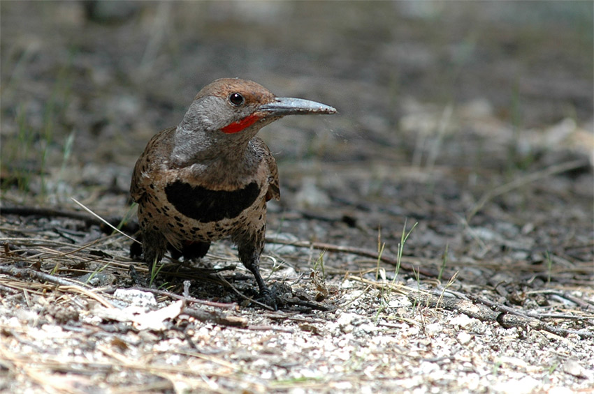 Datel zlatokdl (Gilded Flicker)