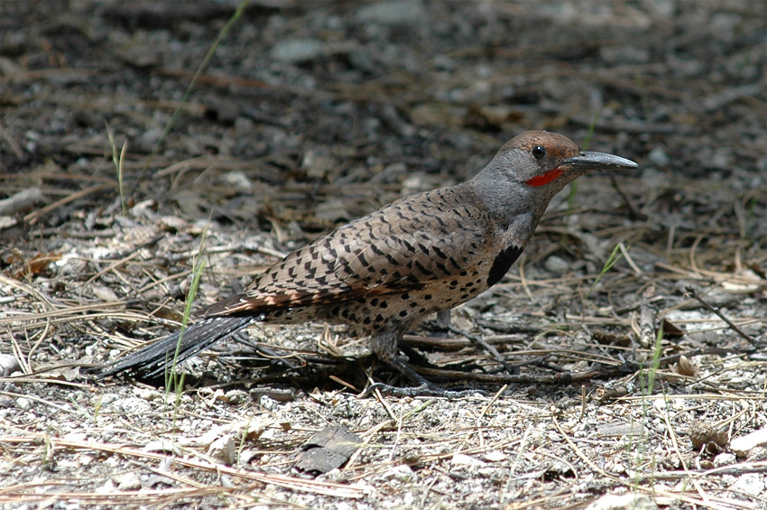 Datel zlatokdl (Gilded Flicker)