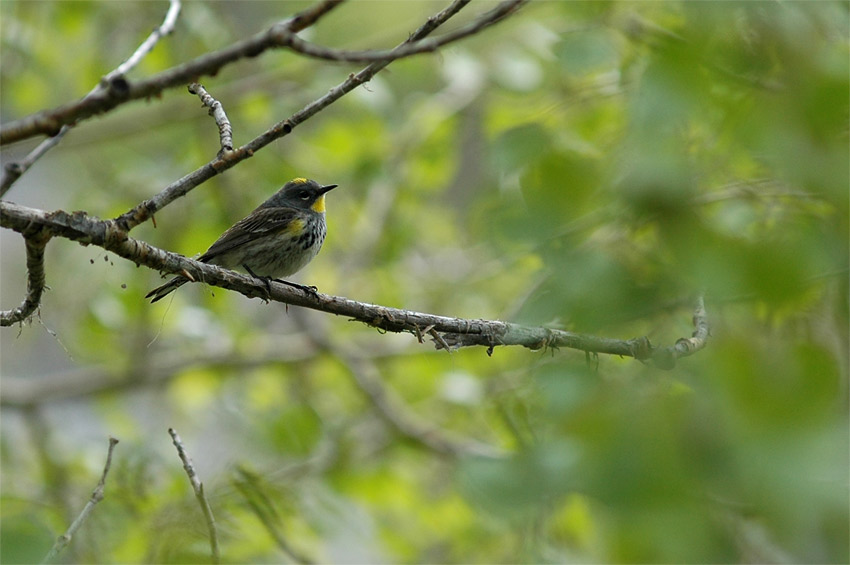 Lesek lutokorunkat (Yellow-rumped Warbler)