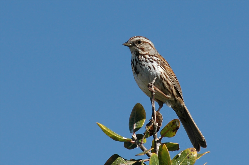 Strnadec zpvn (Song Sparrow)