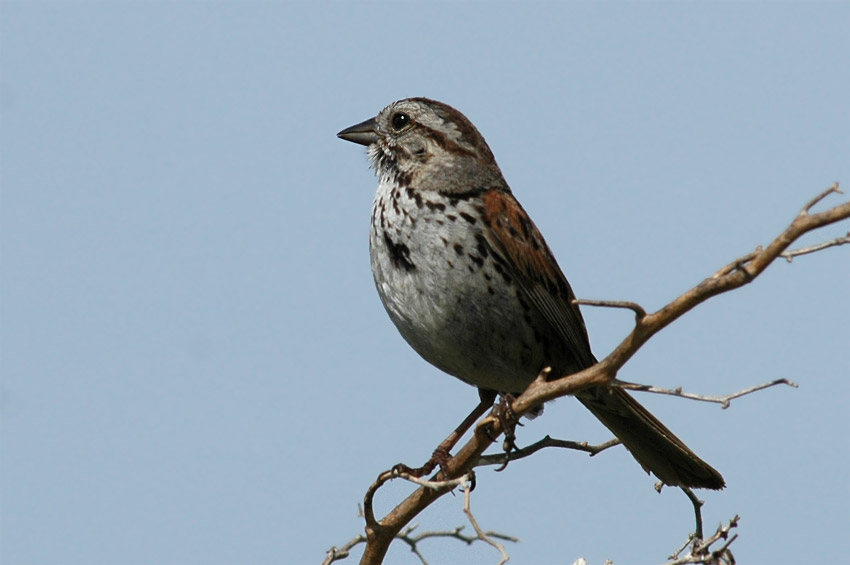Strnadec zpvn (Song Sparrow)