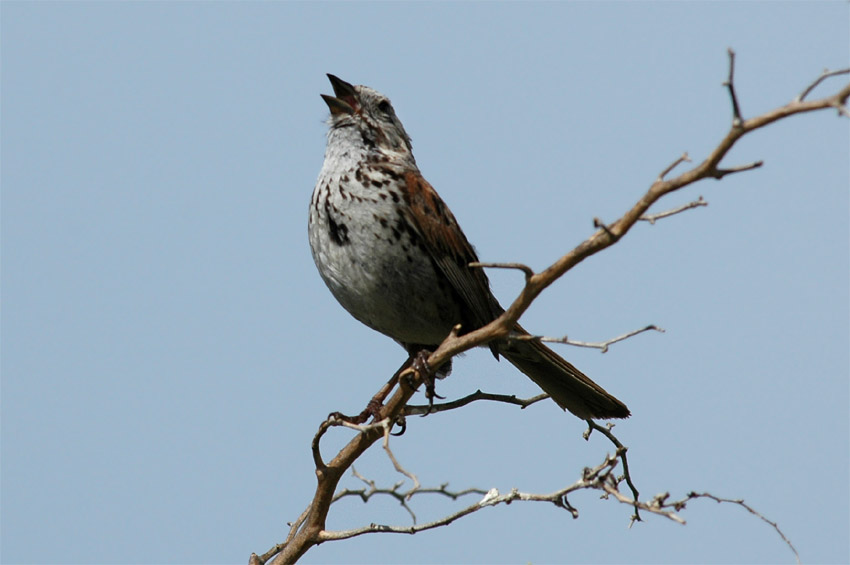 Strnadec zpvn (Song Sparrow)