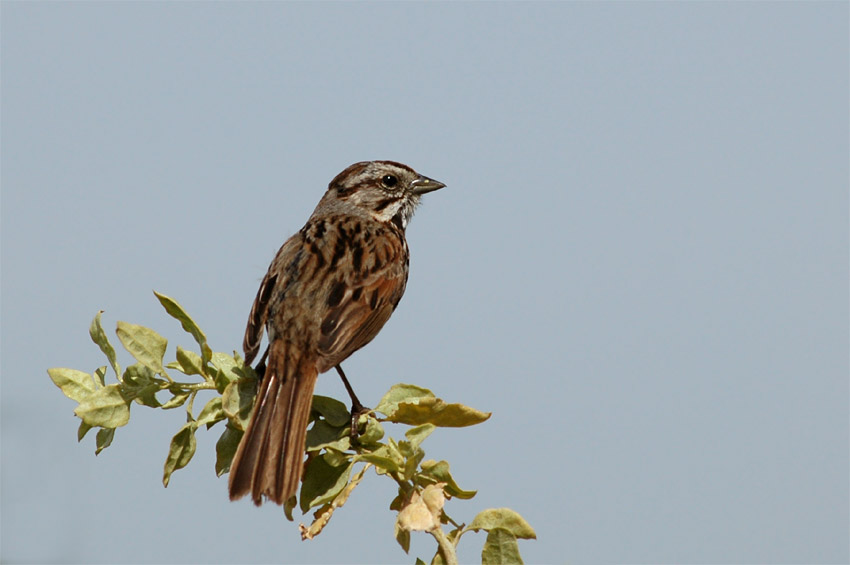 Strnadec zpvn (Song Sparrow)