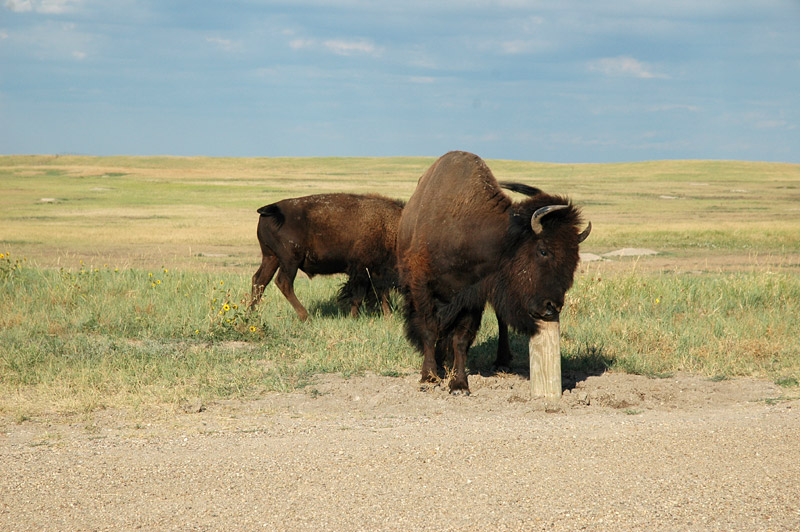 Bizon americk (American Bison)