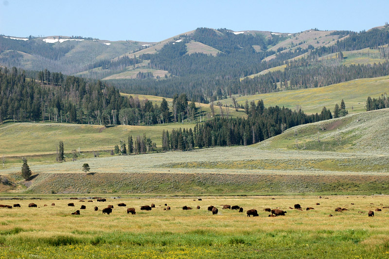 Bizon americk (American Bison)