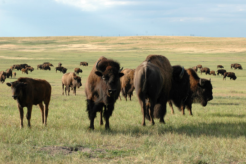 Bizon americk (American Bison)