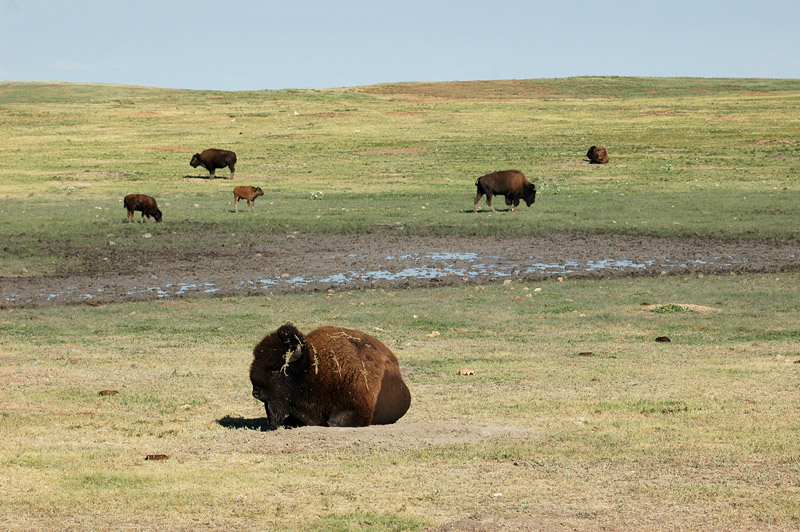 Bizon americk (American Bison)