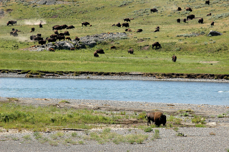 Bizon americk (American Bison)