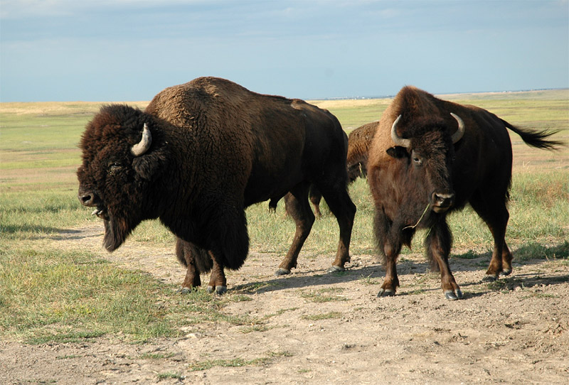 Bizon americk (American Bison)