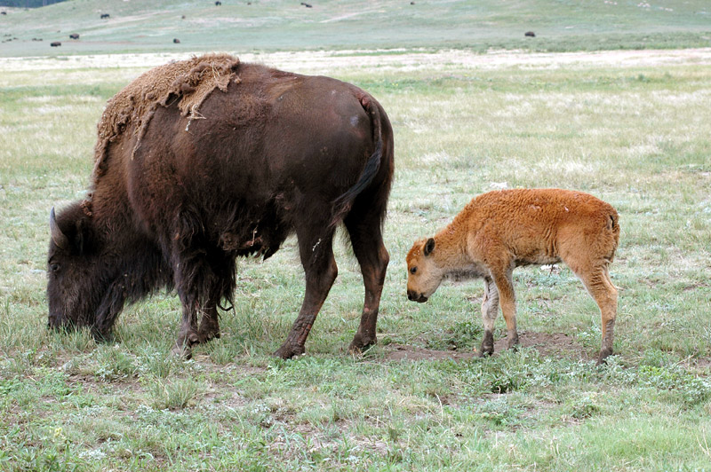 Bizon americk (American Bison)