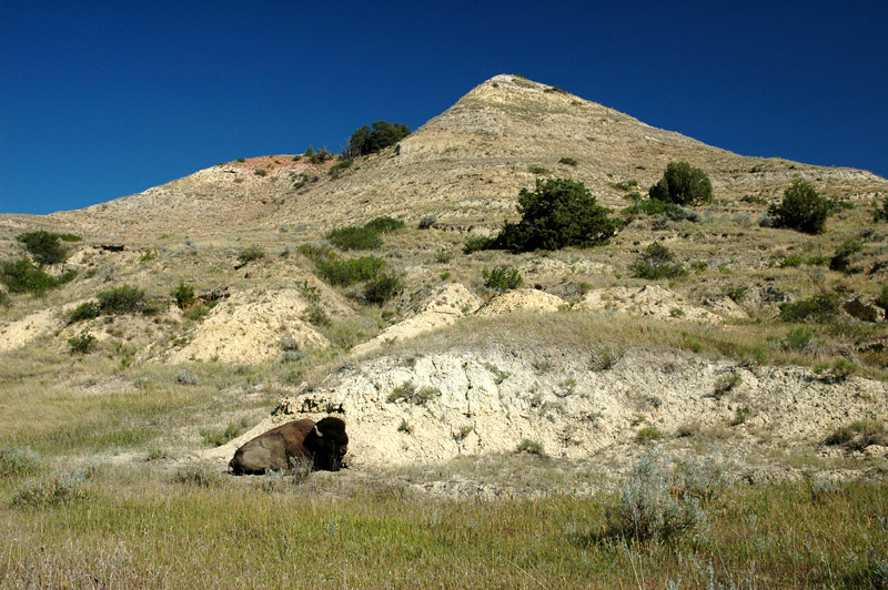 Bizon americk (American Bison)