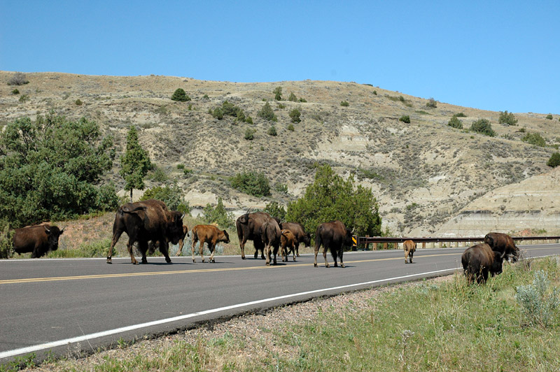 Bizon americk (American Bison)