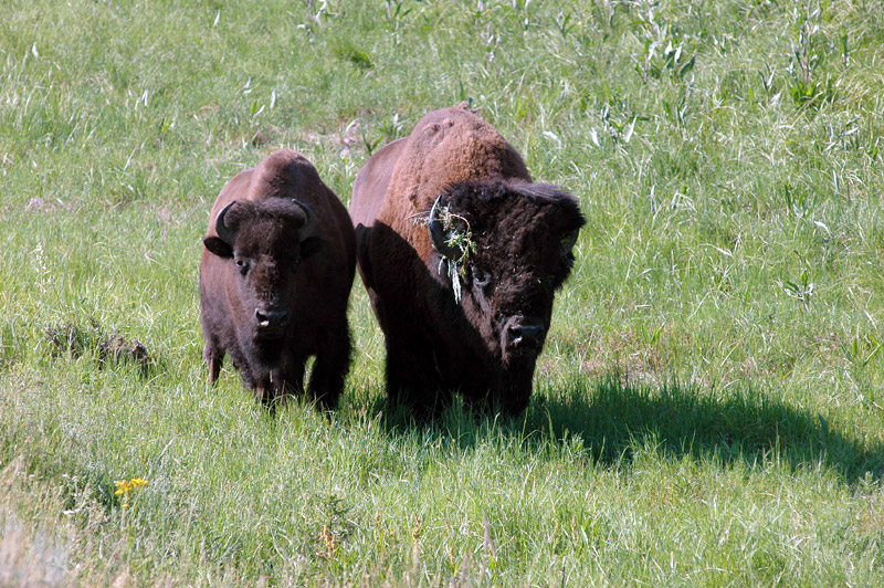 Bizon americk (American Bison)