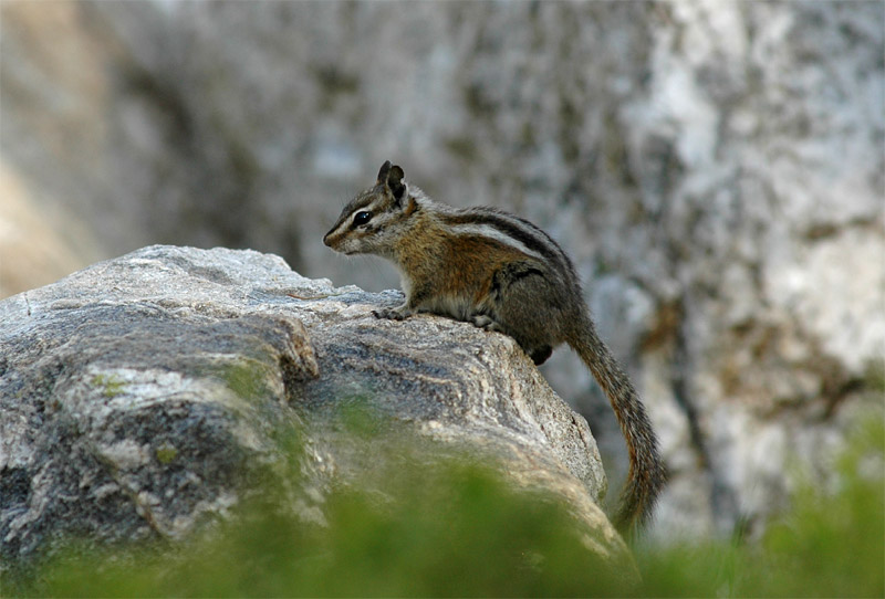 ipmanci (Chipmunk)