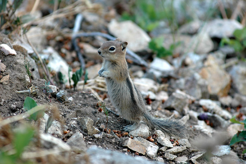 ipmanci (Chipmunk)