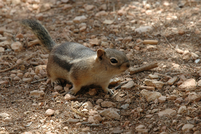 ipmanci (Chipmunk)