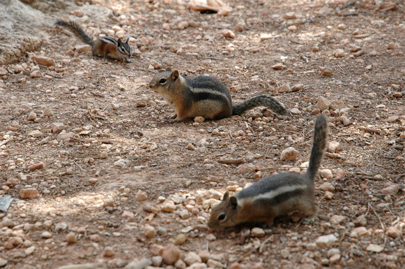 ipmanci (Chipmunk)