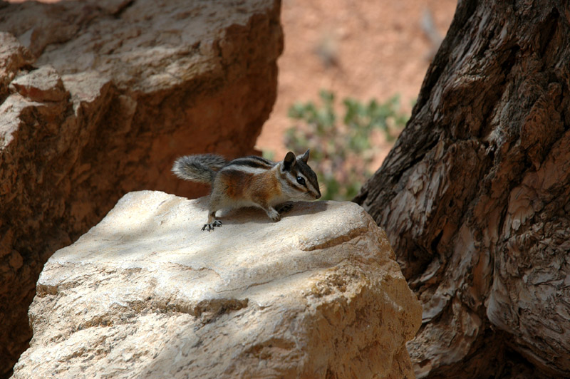 ipmanci (Chipmunk)