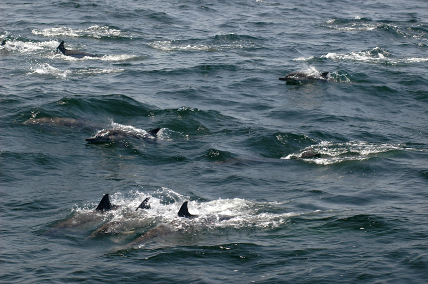 Delfn obecn (Common dolphin)
