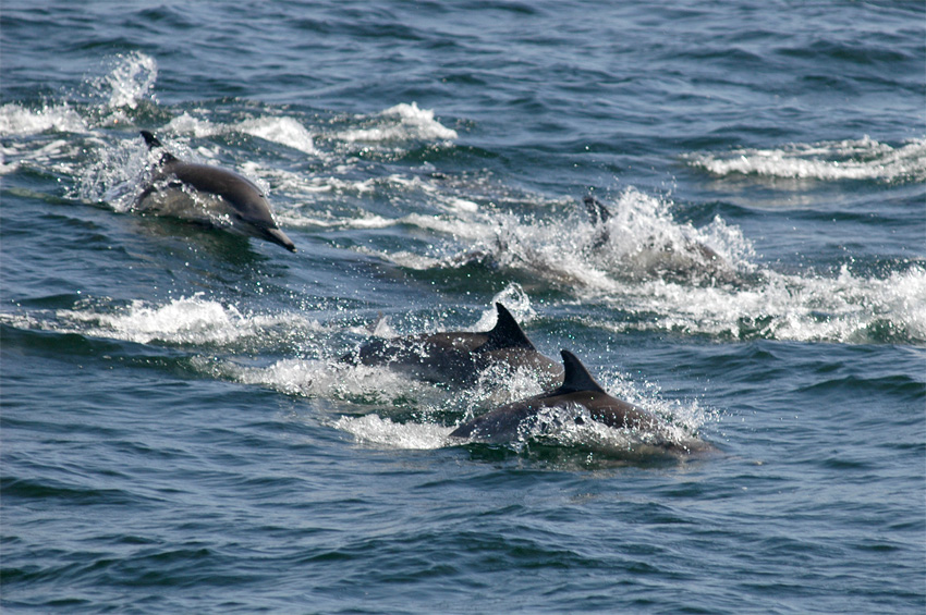 Delfn obecn (Common dolphin)