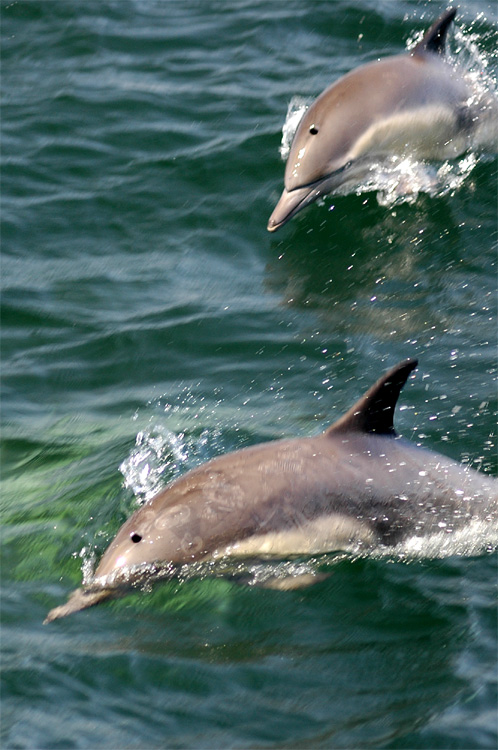 Delfn obecn (Common dolphin)