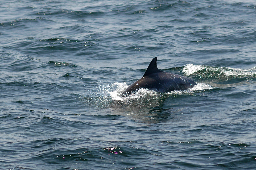 Delfn obecn (Common dolphin)