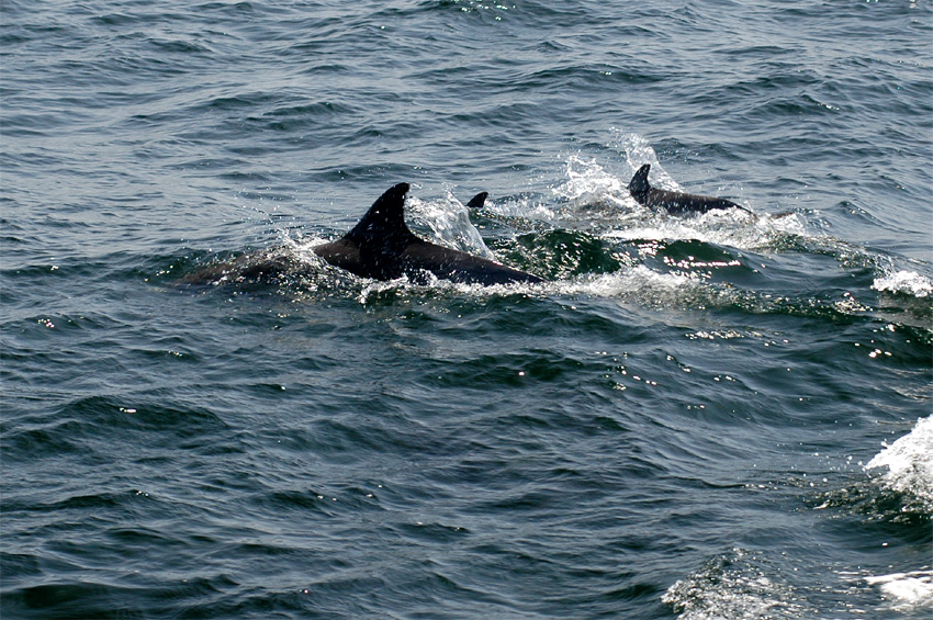 Delfn obecn (Common dolphin)