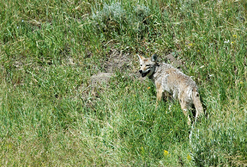Kojot prrijn (Coyote)