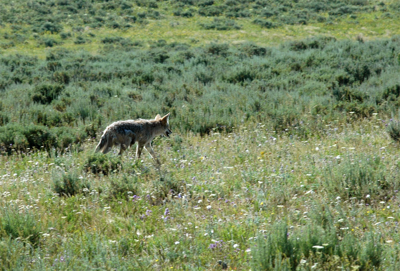 Kojot prrijn (Coyote)