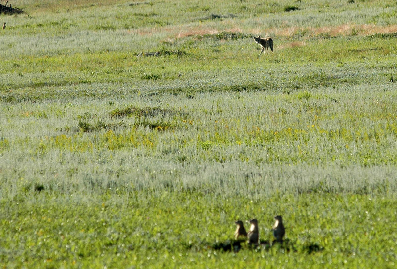 Kojot prrijn (Coyote)