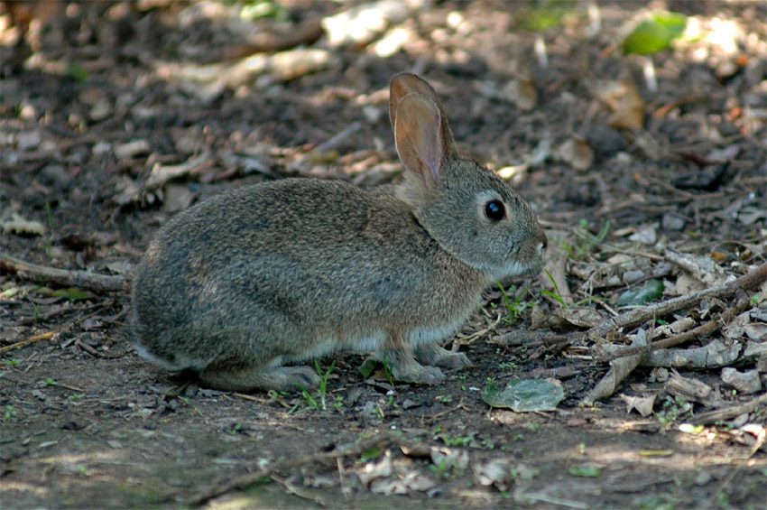 Krlk drobn (Brush Rabbit)
