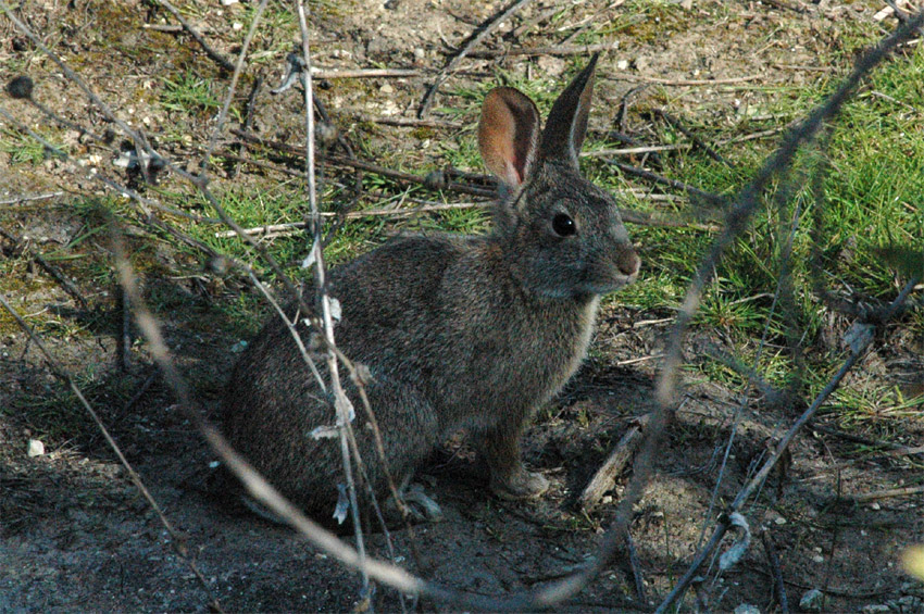 Krlk drobn (Brush Rabbit)