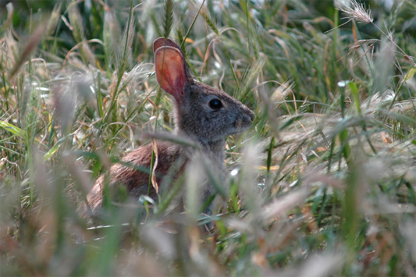 Krlk drobn (Brush Rabbit)