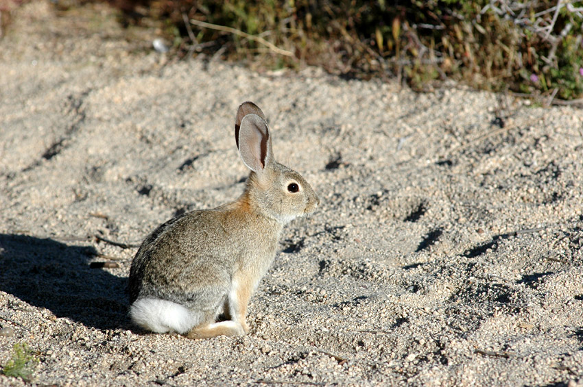 Krlk drobn (Brush Rabbit)