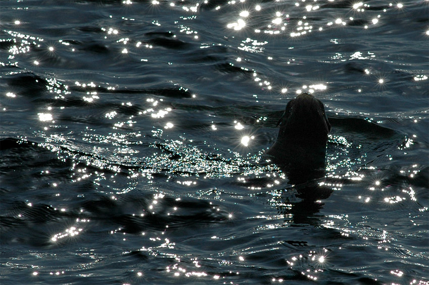 Lachtan kalifornsk (California Sea Lion)
