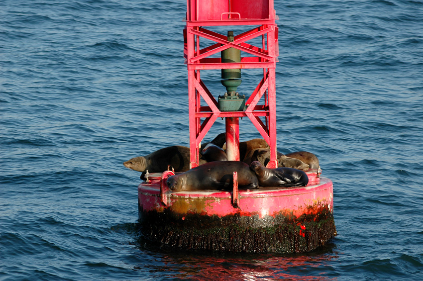 Lachtan kalifornsk (California Sea Lion)