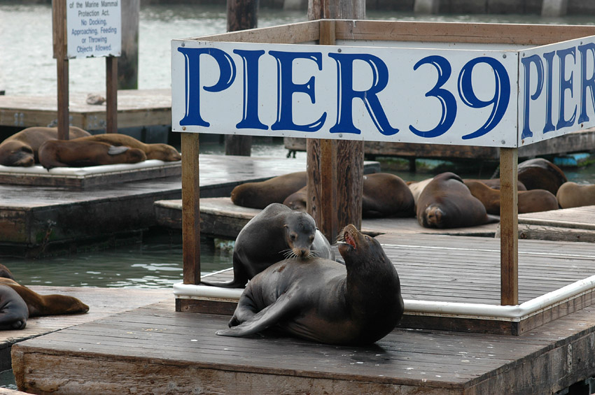 Lachtan kalifornsk (California Sea Lion)