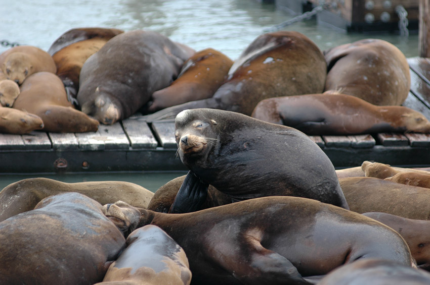 Lachtan kalifornsk (California Sea Lion)