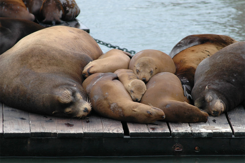 Lachtan kalifornsk (California Sea Lion)