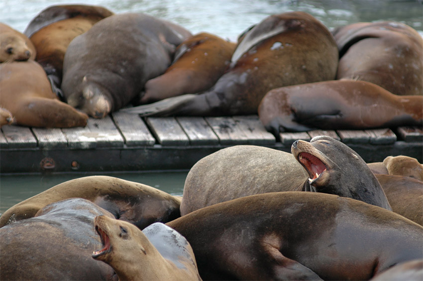 Lachtan kalifornsk (California Sea Lion)