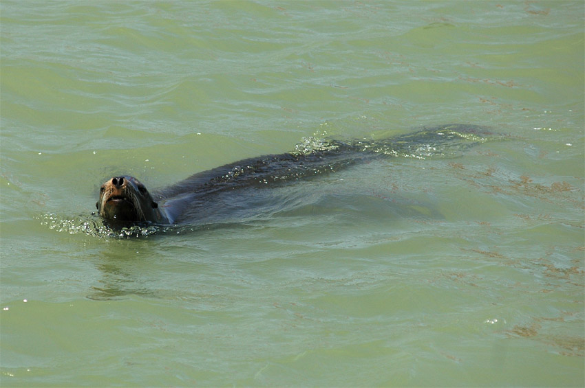 Lachtan kalifornsk (California Sea Lion)