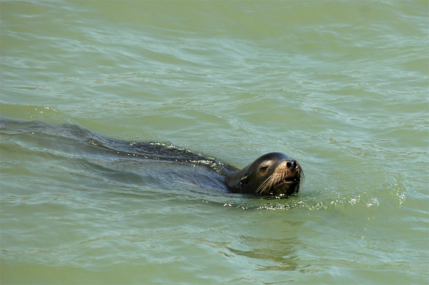 Lachtan kalifornsk (California Sea Lion)