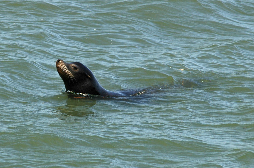 Lachtan kalifornsk (California Sea Lion)