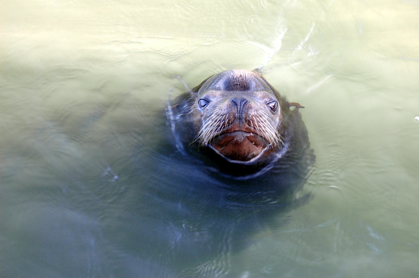 Lachtan kalifornsk (California Sea Lion)